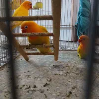 طوطی کوتوله فیشر طلایی