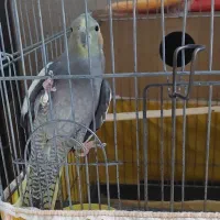 عروس هلندی با قفس و لانه