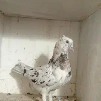 کبوتر سرور