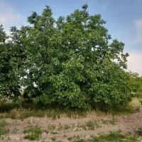 مزعه کشاورزی ۸سهم (یاهشت حبه)از ۹۶سهم