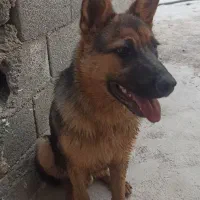 سگ نگهبان