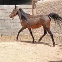 فروش مادیون ۵ دنگ چاق دم گیر حسابی