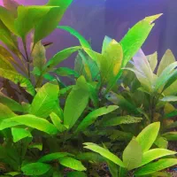 گیاه آکواریومی میگو و پلنت