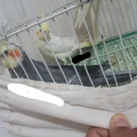 عروس هلندی جفت همراه با جوجه