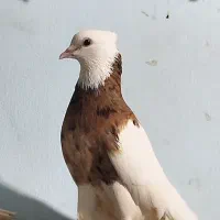 طوقی زرد خال سیاه
