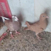 ۳عددکفتر  ۲۵۰۰۰۰۰۰ ملیون