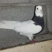 تعدادی کبوتر طوقی نرماده جوفت وپرشی سوسکی وکاکلی