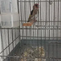 سهره دورگ