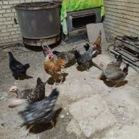 خروس ومرغ