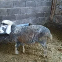 بره ماده چاق
