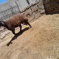 بره