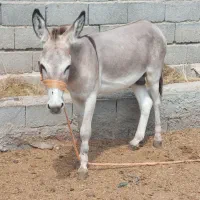 الاغ