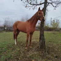 اسب مادیان کرد اصیل