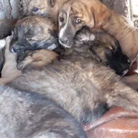 چند عدد توله سرابی اصیل