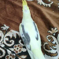 عروس هلندی .دوکت