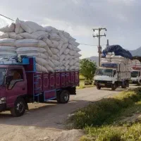 مرکز  توزیع  کاه گندم  مزارع کردستان کاه چهل گیاه