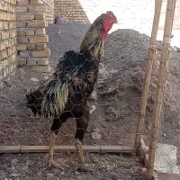 خروس لاری