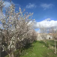 باغچه-فروشی