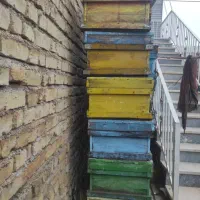 کندو زنبور بفروش میرسد