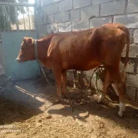رامشیر
