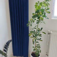 گلدان سرامیکی شفلراقیمت 700ت