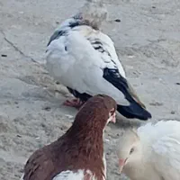 کبوتر