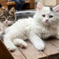 بچه گربه
