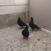 سه عددکبوتر زاغ ابادانی دوتا ماده نر
