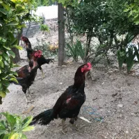 سه عدد خروس لاری اصل