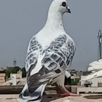 شامی عطیقه