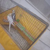 پرنده عروس هلندی