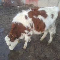 گوساله سمینتال اصل