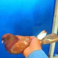 حمیدیه|پرنده|حمیدیه, |دیوار