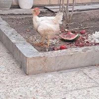 یک عدد خروس