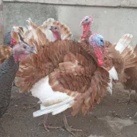 فروش تخم بوقلمون نطفه دار نژاد بور بون و برنزی