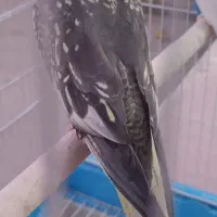 عروس هلندی ماده مست