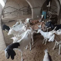 گوسفند|حیوانات مزرعه|اردکان, |دیوار