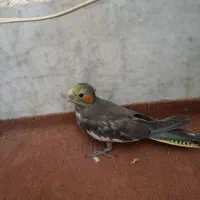 پرنده