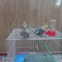 یک جفت عروس هلندی نر و ماده جوان