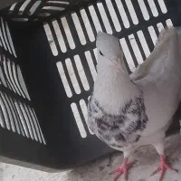 طوقی نر هفت رنگ