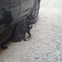 گربه داوطلب برای درمان