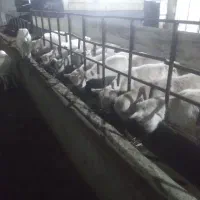 نیازمند کارگر ساده
