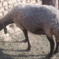 شیشک درجه یک جنس دار