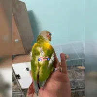 گرینچیک آناناسی اسپیلت پاید