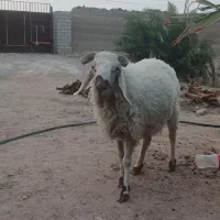 قوچ جمل زا