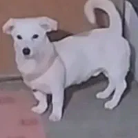 گمشده