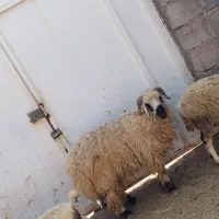 فروش قوچ یکسال مناسب قربان