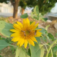 نوت 13 فورجی