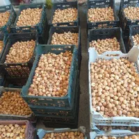 انجیردرجه یک استهبان