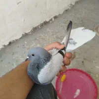 ماده سبز دم سفید شمعکدار